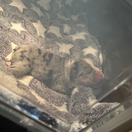 French Bulldog Puppies from Fancy Lil Frenchies