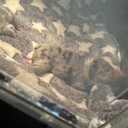 French Bulldog Puppies from Fancy Lil Frenchies