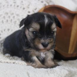 Finn - Black and gold male Yorkshire Terrier puppy in Eastland, Texas from Peach Yorkies