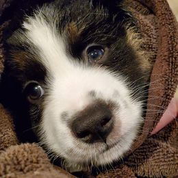 Miniature American Shepherd Puppies from WestOak Miniature American Shepherds