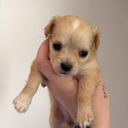 Paris - Cream and white female Chihuahua puppy in Knowlton Township, New Jersey from Augenblick Kennels