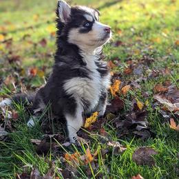 Charlie - Siberian Husky puppy from Wyant Farms
