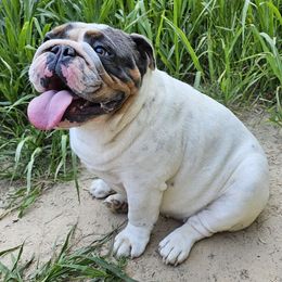 Misty - Bulldog