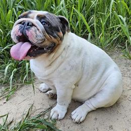 Misty - Bulldog