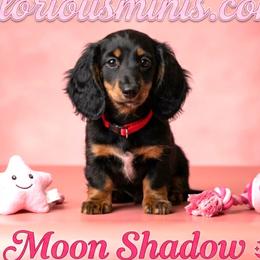 MoonShadow - Black and tan female Dachshund puppy in Austin, Texas from Glorious Minis