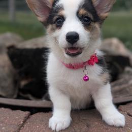 Avril - Black and tan female American Corgi puppy in Garrett, Indiana from Chloe's Colorful Corgis