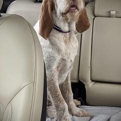 Spinone Italiano Puppies from High Pines Spinoni Italiani