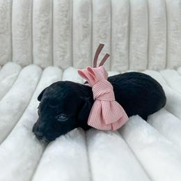 Goldendoodle Puppies from Desert Paws Doodles