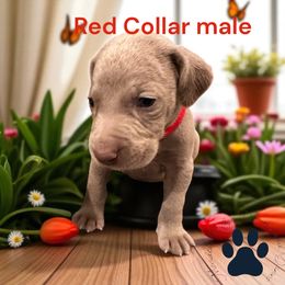 Red Collar - Silver gray male Weimaraner puppy in New London County, Connecticut from Meadow Ridge Weims and Danes