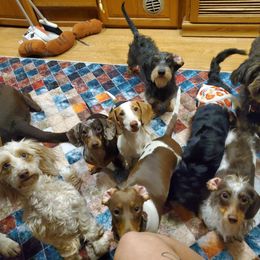 Dachshunds from C & R Dachshund