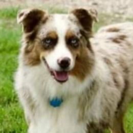 Aussiedoodles and Australian Shepherds from CheckMark Aussies