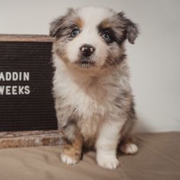 Australian Shepherd Puppies from Kelly Krew Aussies