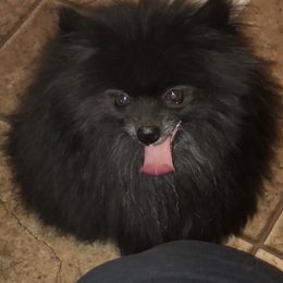 River - Pomeranian