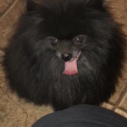 River - Pomeranian