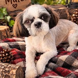 Max - Brindle and white male Shih Tzu puppy in Hibbing, Minnesota from Iron Range Shih Tzu and Puppies