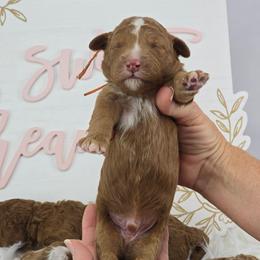 Seeker - Orange Collar - Red male Double Doodle puppy in Rowlett, Texas from Parrish Precious Ones Texas