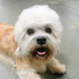 Tasket - Dandie Dinmont Terrier