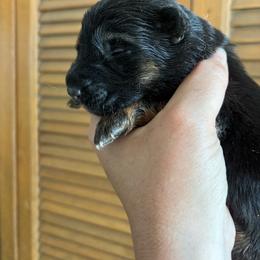 Black and tan - Black and tan male German Shepherd puppy in Lordstown, Ohio from Jewels German Shepherd