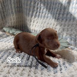 Sock - Red  male Goldendoodle puppy in Phelan, California from High Desert Doodles - the original