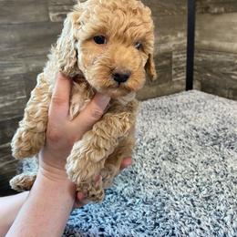 Rosie - Red  female Poodle puppy in Osseo, Michigan from Paws in the Country