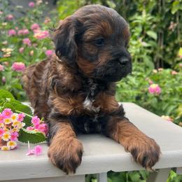 Blue - Phantom male Goldendoodle puppy in Boaz, Alabama from Doodles All Day