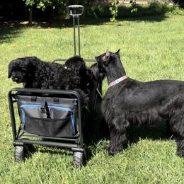 Giant Schnauzer and Scottish Terrier Puppies from CVS Giant Schnauzers