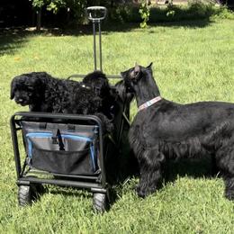 Giant Schnauzer and Scottish Terrier Puppies from CVS Giant Schnauzers