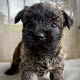 Terra - Black brindle female Cairn Terrier puppy in St. Joseph, Missouri from Stone & Thistle Cairn Terriers
