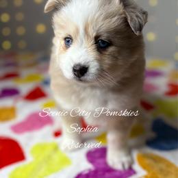 Sophia - Merle female Pomsky puppy in Rossville, Georgia from Scenic City Pomskies