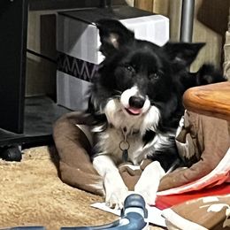 Ivy - Border Collie