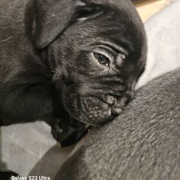 Girl 1 - Black female Cane Corso puppy in Dunnellon, Florida from Touch of Spice Kennels