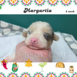 Margarita - Blue merle and white female American Corgi puppy in Mansfield, Ohio from Moonrise corgis