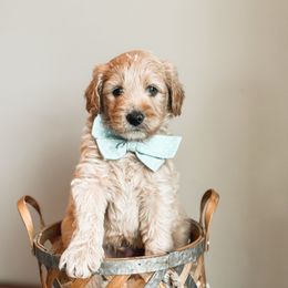 Apollo - Cream Goldendoodle puppy in Soddy Daisy, Tennessee from The W Doods