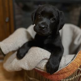 Green collar - Black male Labrador Retriever puppy in Dayton, Tennessee from Whiskey Mountain Labradors