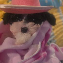 Coco SOLD - Tri-color female Yorkipoo puppy in North Augusta, South Carolina from Tiny Paws Luxury Pets