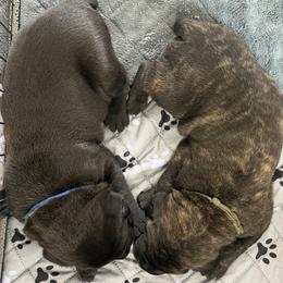 1st Pick MALE - male Cane Corso puppy in Crossville, Tennessee from CANE CORSO DI DROGHEDA
