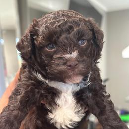 S'more - Chocolate male Goldendoodle puppy in Matteson, Illinois from Chitownpupz