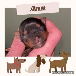 Ann - Blue and gold female Yorkshire Terrier puppy in Kendallville, Indiana from Yorkies Kisses