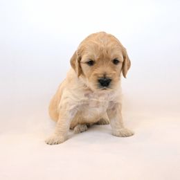 Goldendoodle Puppies from Golden Meadow Farmstead