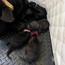 Brown - Black male German Shepherd puppy in Motley, Minnesota from Von Thomson Haus