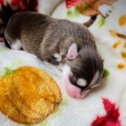 Ronald Weasley - Chocolate male Pomsky puppy in Greenville, South Carolina from Thicketty Mountain Pomskies