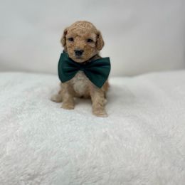 Maltipoo Puppies from Piper N Penny