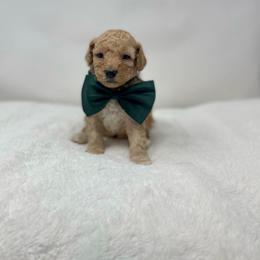 Maltipoo Puppies from Piper N Penny