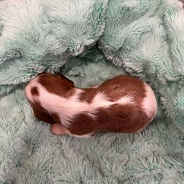Boy 4 - Blenheim male Cavalier King Charles Spaniel puppy in Honeyville, Utah from Mike and Brandice Brown Performance Animals