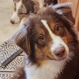 Australian Shepherds, Miniature American Shepherds, and Miniature Australian Shepherds from Copper Sky Aussies & Mini American Shepherds