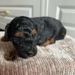 Girl 1 - Black phantom female Aussiedoodle puppy in Cedar Park, Texas from Lollipups Mini Aussiedoodles