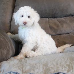 Sprout - White male Australian Cobberdog puppy in Bellingham, Minnesota from Whispering Prairie Australian Cobberdog