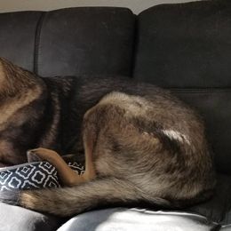 German Shepherds from Wired K9