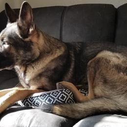 German Shepherds from Wired K9