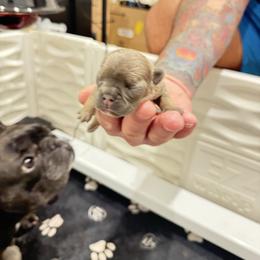 Girl 1 - Blue fawn female French Bulldog puppy in Campbell Hall, New York from Charlie’s Frenchies